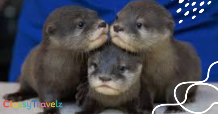 Famous Otter Names