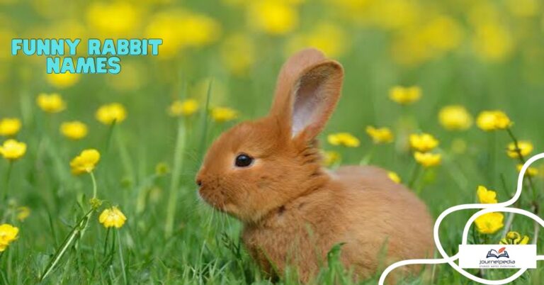 Funny Bunny Names