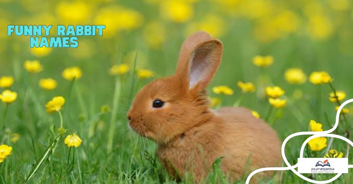 Funny Bunny Names