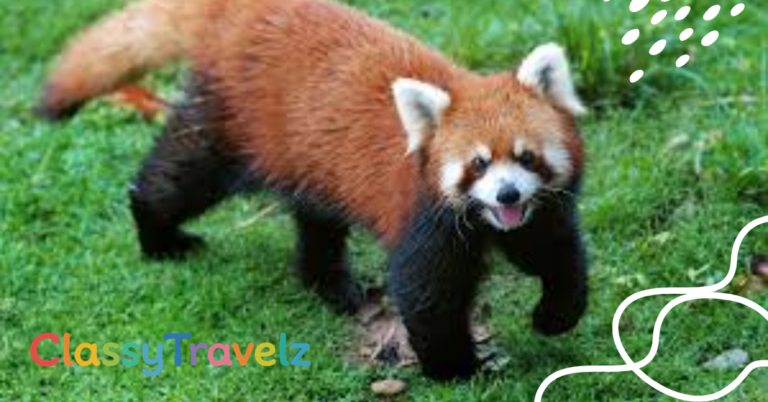 Red Panda